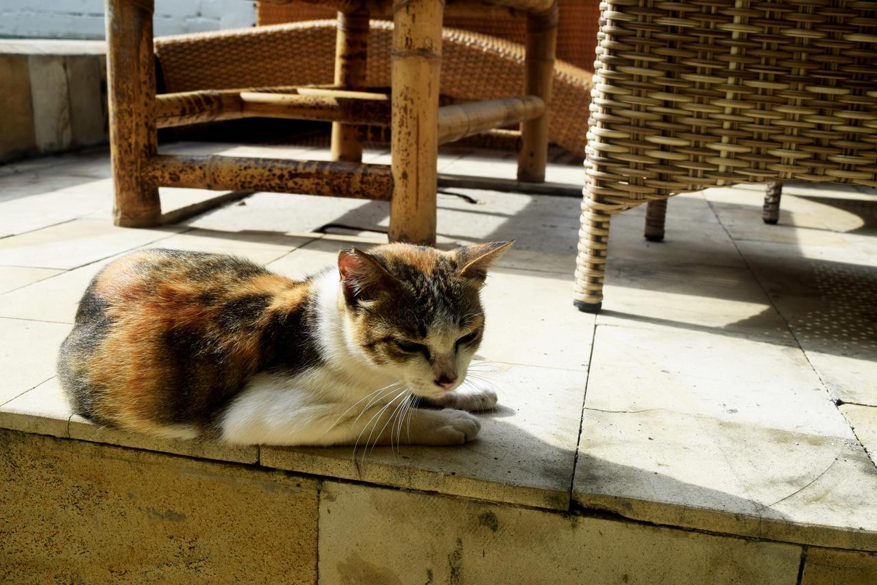 Panda Cottage Gili Trawangan Exterior photo